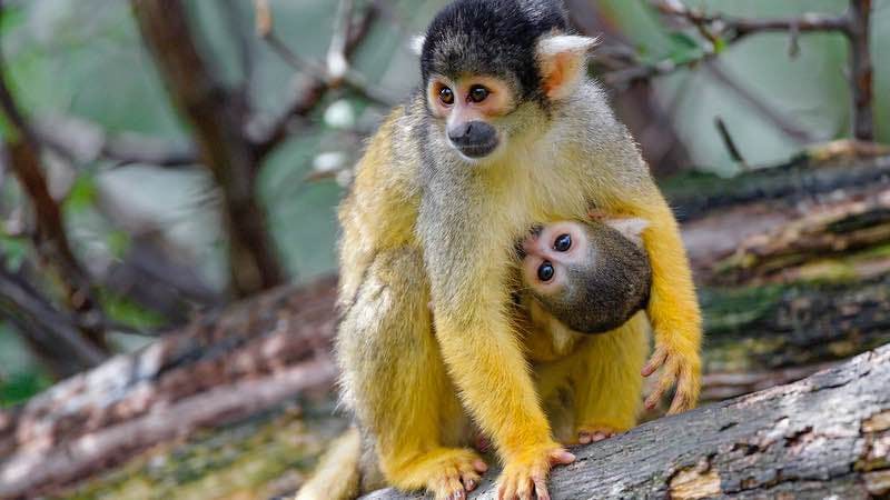 A squirrel monkey mother with her child hanging from her front.